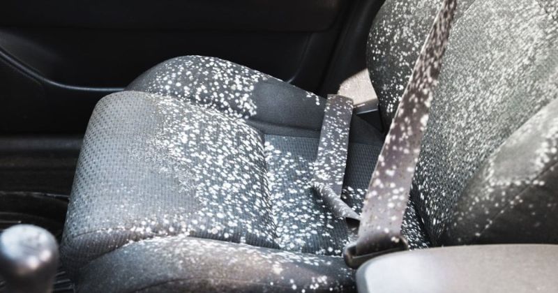 ghế da ô tô bị mốc